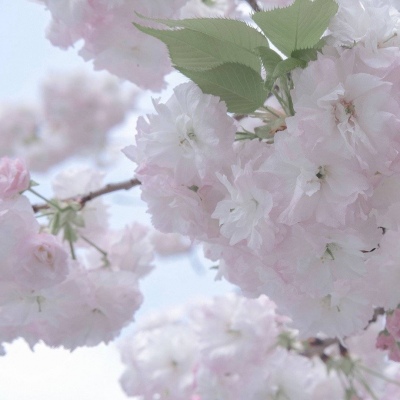 崂山福瑞交流群